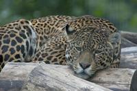 Cjp_2011_08_03_092058 (2).jpg